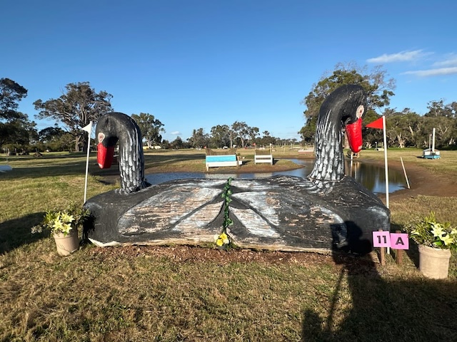 Swan River Swans